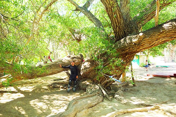 700-летняя ива в парке 